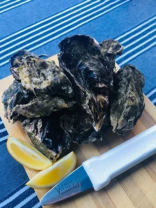 Four Dozen - Jumbo Oysters from New Zealand supplied by Black Shag Oysters - Jumbo Fresh Oyster