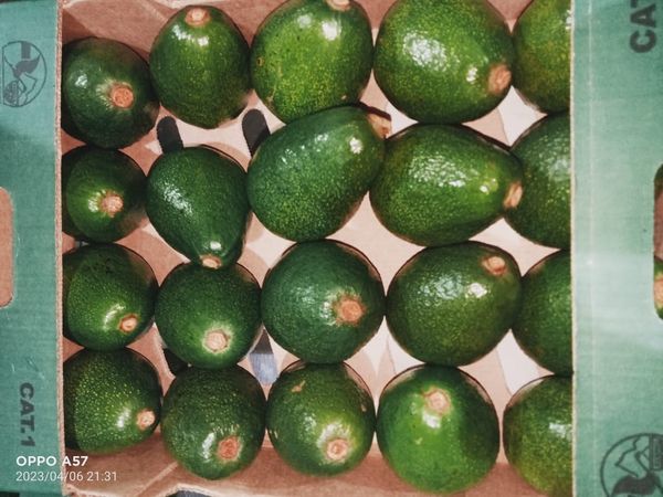 Avocados from 케냐 supplied by Kisaan Exports Ltd - 1등급 수출용 신선 아보카도