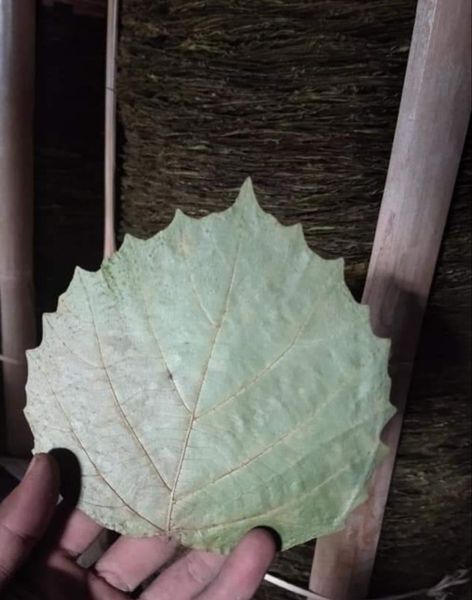 Cordia Leaf/Palm Leaf from 미얀마 [버마] supplied by Thian Thian (Chinland Fruits Center) - As per customer's request 기타 과일 가공품