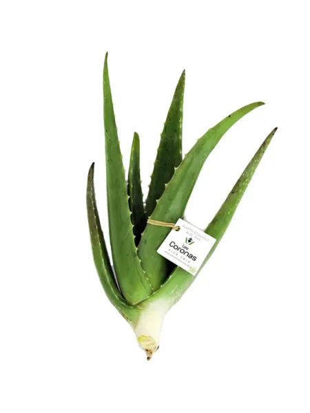 Aloe Vera Seedlings from 스페인 supplied by Las Coronas Aloe Vera - Fresh (=Chilled) 알로에베라