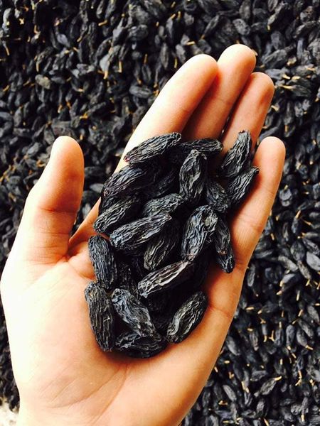 Raisin from 아프가니스탄 supplied by Hayatullah Khan Fazli - Dried 건포도