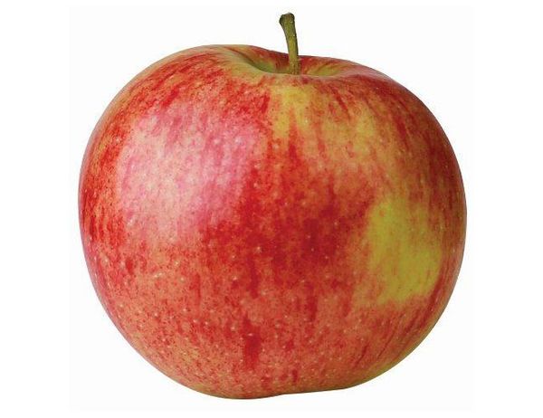 Jonagored from 폴란드 supplied by GTC Agro sp. z o.o. - Fresh (=Chilled) 신선 사과
