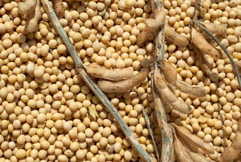 soybean from 에티오피아 supplied by Gagarii Trading PLC - As per customer's request 대두
