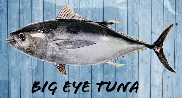 Tuna from 미국 supplied by Essential Ocean Foods Inc. - Bluefin group - Bigeye Tuna (=Thunnus obesus) 참치