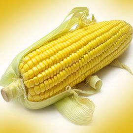 Yellow Corn- Maize from 인도네시아 supplied by PT. Hutanlebat Agro Farms - Whole Corn 옥수수