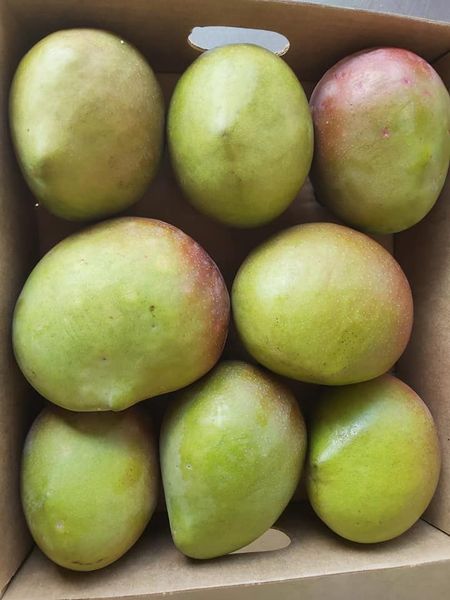 Mango from 케냐 supplied by Mirimo Exporters - 붉은빛 신선 망고