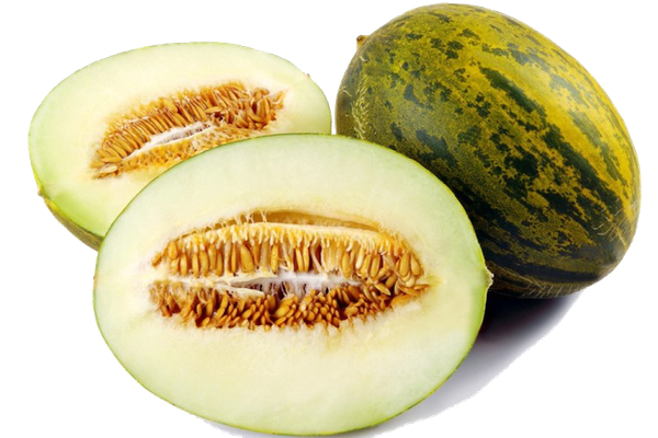 Melon from 스페인 supplied by Santiago Apóstol Cooperative - White Flesh 신선 멜론(머스크 멜론)