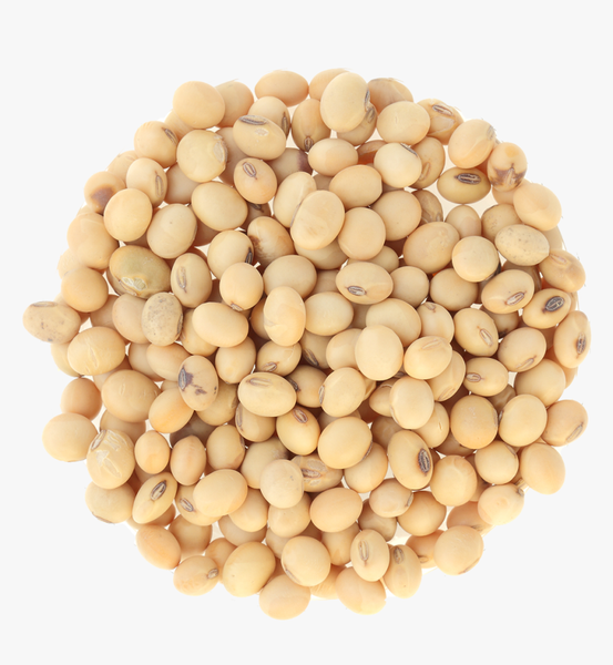 Soybean from Croatia supplied by Seges - Dried (=Dehydrated) Soybean