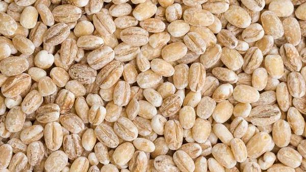 Barley from 독일 supplied by moland GmbH & Co. KG - Winter - Quadriga 보리