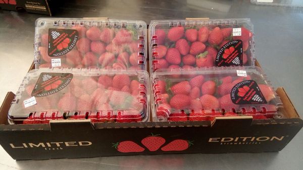 Fresh Strawberries from Mexico supplied by Congeladora Anáhuac S.A. de C.V. - Plastic Punnets (=Clamshells) Fresh Strawberry