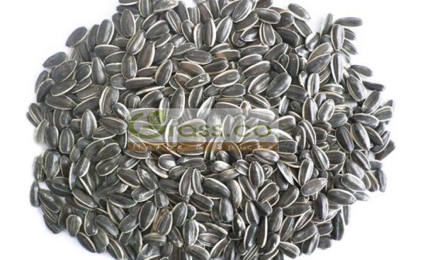 Sunflower Seed from 이집트 supplied by Grass Co. Herbs and Spices - Unhulled 해바라기 씨