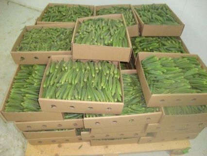 Okra from 르완다 supplied by Lotec Rwanda Ltd - Green 신선 오크라