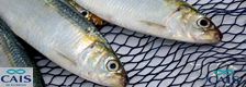 Sardine from Brazil supplied by Cais do Atlântico Ind. e Com. de Pescados Ltda. - Orangespot Sardine (=Sardinella brasiliensis=Brazilian sardinella) Frozen Sardine