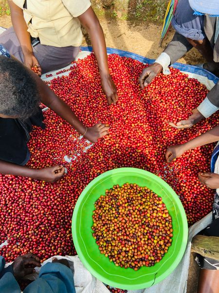 Coffee Bean from Rwanda supplied by Mahembe Coffee - Whole Beans Raw Common Coffee Bean
