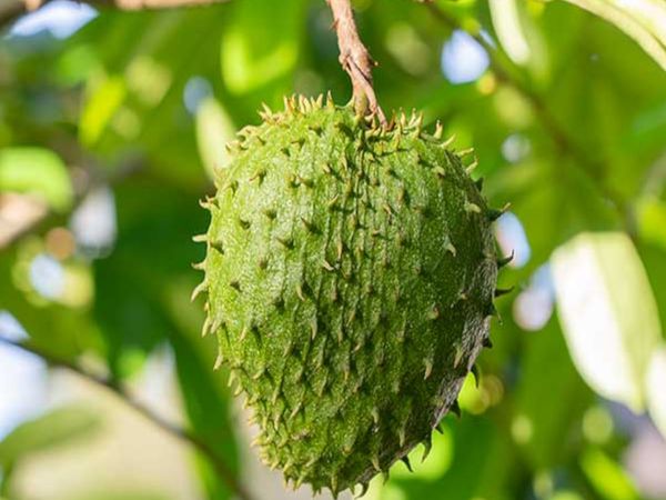 Fresh Soursop – Colombia from 콜롬비아 supplied by FoodsMas - Medium 신선 사워솝