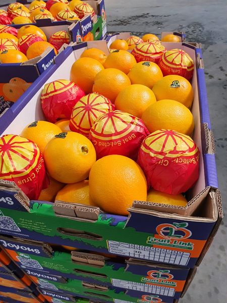Orange from Egypt supplied by Executive World Trade (PTY) Ltd - Size: 48-54 Fresh Orange