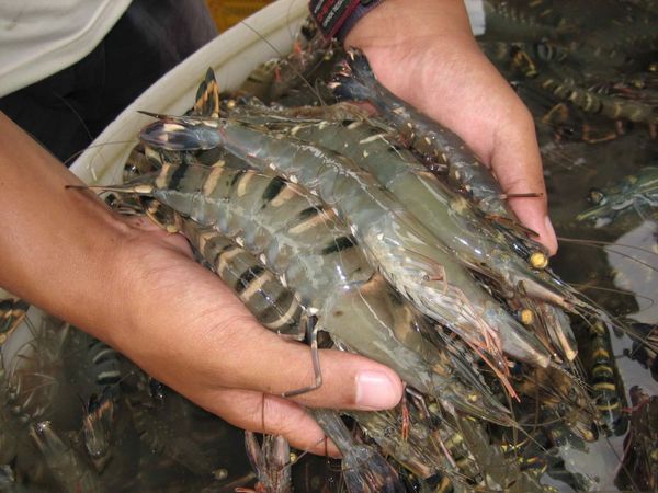 Fresh Shrimp from 말레이시아 supplied by Aquaculture Business Group - Whole 신선 새우