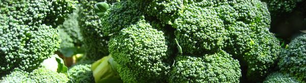Fresh Broccoli from Netherlands supplied by Mooij Vegetables - Whole Fresh Headed Broccoli