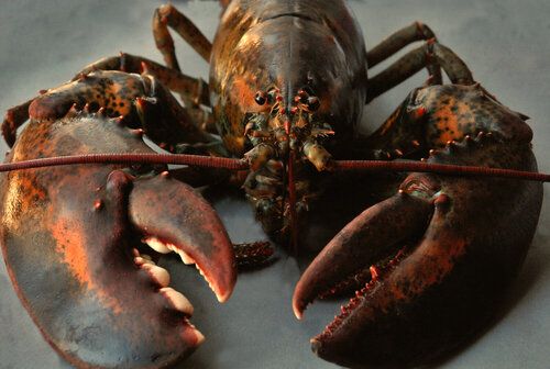 Live Lobster from United States supplied by Intershell International Corporation - Whole Fresh Common Lobster