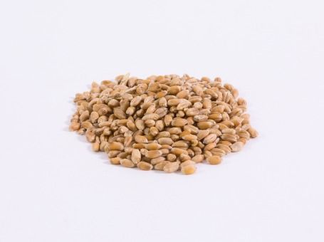 wheat from 네덜란드 supplied by GRO-AN COMMISSIE- EN HANDELSONDERNEMING B.V. - For Feed 소맥