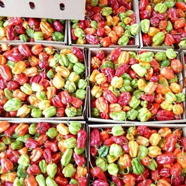 habanero pepper from 우간다 supplied by EES ORGANIC FOOD LIMITED - Excellent Quality 말린 통고추