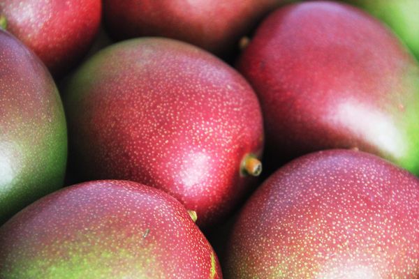 Mango from Peru supplied by Procesadora Laran S.A.C. - Whole Fresh Mango