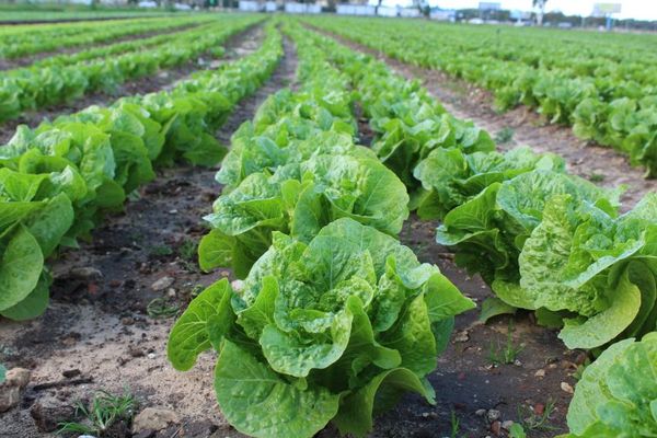 Fresh Lettuce from Israel supplied by Rami Kentor Farm - Iceberg (=Crisphead=Heading) Fresh Lettuce