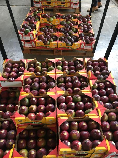 Mango from 멕시코 supplied by Noroeste Produce - Conventional 신선 망고
