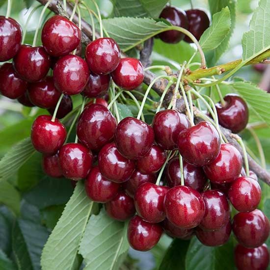 Regina Cherry from Chile supplied by Frutos La Aguada S.A. - Dark Red Fresh Sweet Cherry