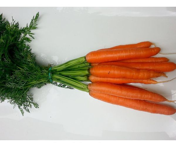 Fresh Carrot from 스페인 supplied by Medrano Carrot - Bunched (=With Top) 신선 당근
