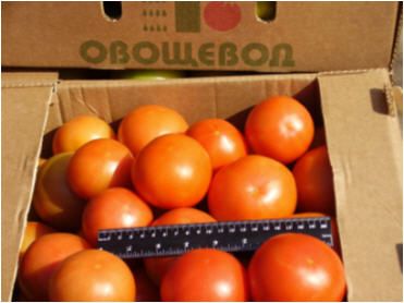 Tomatoes from 러시아 supplied by Farm Open Joint Stock Company "Ovoschevod" - Whole 신선 토마토