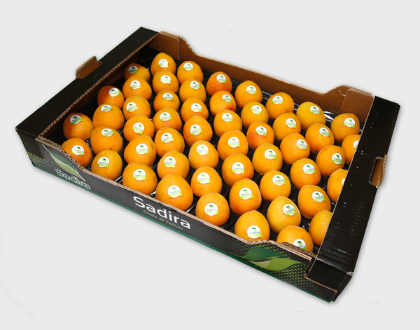 Fresh Apricot from Tunisia supplied by Sadira - Orange Fresh Apricot