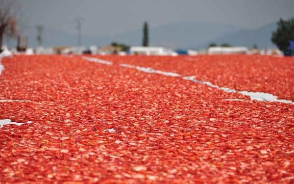 Dried pepper from Turkiye supplied by Sozler Tarim - Dried Dried Whole Chili Pepper