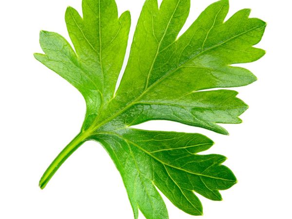 Parsley Leaf from 그리스 supplied by TRIKKAS, G., & CO. EE OLYMPIC NATURE INC - Leaf 파슬리