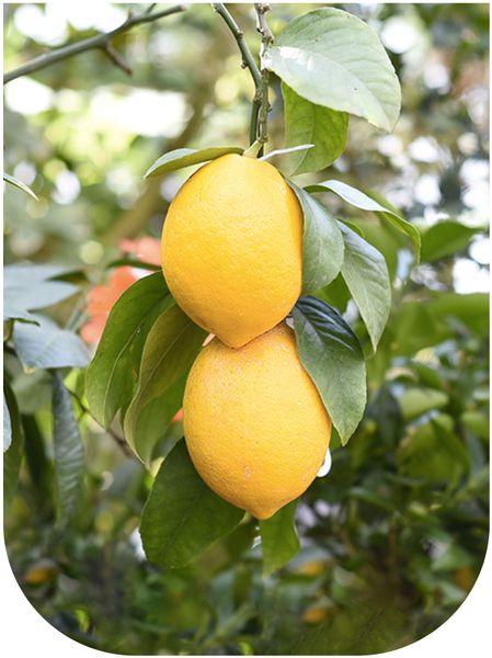 Lemon from 칠레 supplied by Agricola HC - Carton Box (=Cardboard Box) 신선 레몬