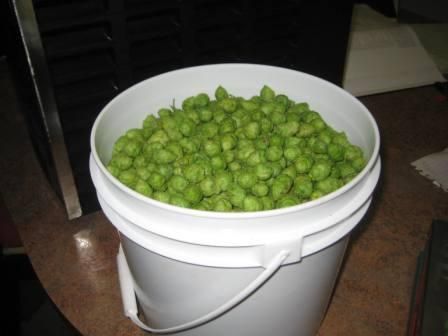 Hop from 미국 supplied by black creek hops - Green 홉