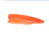 Salmon from Germany supplied by August Jaeger Nachf. GmbH & Co. KG - Fillet Salmon