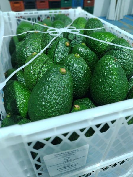 Avocado from Colombia supplied by East Colombia Trading Company - Superior Fresh Avocado