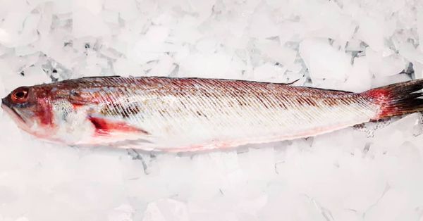 Fresh Weever from 벨기에 supplied by De Troyer - Whole (=In The Round) 냉동 위버