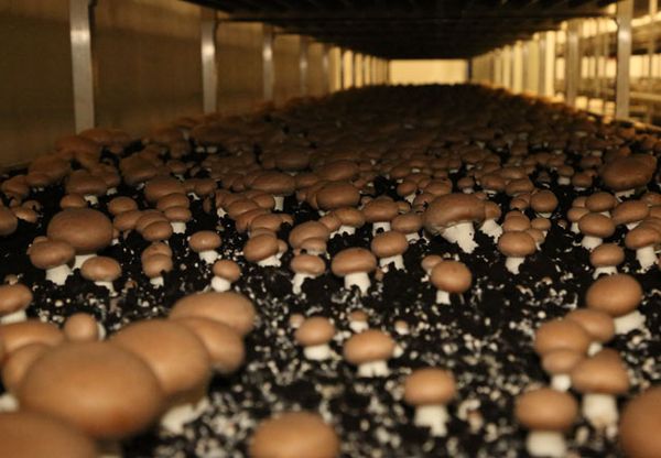 Fresh Cremini Mushroom from 카타르 supplied by Paramount Agricole - Fresh (=Chilled) 크레미니 버섯