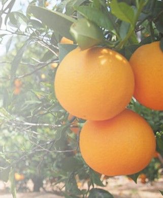 Fresh Orange from Spain supplied by HACIENDA DEL MOLINO, S.L. - Raw Fresh Orange
