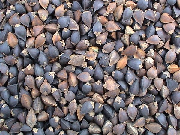 Buckwheat from China supplied by Ningxia Newfield Foods Co., Ltd. - Black Buckwheat