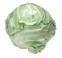 Fresh Cabbage from 미국 supplied by F.C. Bloxom Co. - Pointed Cabbage 신선 양배추