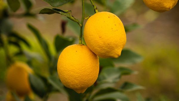 Lemon from Argentina supplied by Paramerica S.A. - Fresh (=Chilled) Fresh Lemon