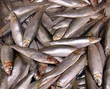 Sprat from 아일랜드 supplied by Premier Fish Products - Whole (=In The Round) 냉동 스프래트