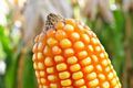 Corn from Brazil supplied by Primavera Alimentos - For Food Maize (Corn)