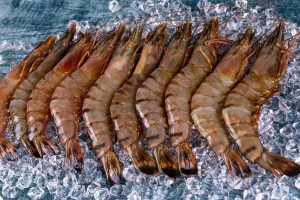 Fresh Prawn from 영국 supplied by Seafresh Group - Shell On (=Unpeeled) 냉동 새우