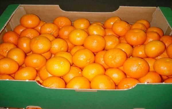 Orange from 키프로스 supplied by Groexport - ELIADA ELEONES - 주황색 신선 오렌지