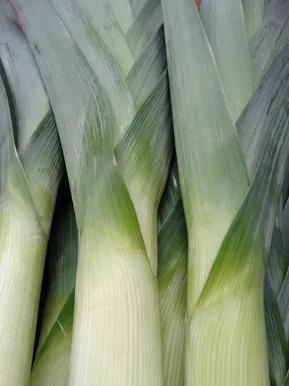 Fresh Leek from Germany supplied by Leo Randerath Obsthandel GmbH - Fresh (=Chilled) Leek