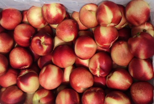 White Flesh Nectarines from 칠레 supplied by Exportadora Triofrut LTDA - White Flesh 신선 천도복숭아